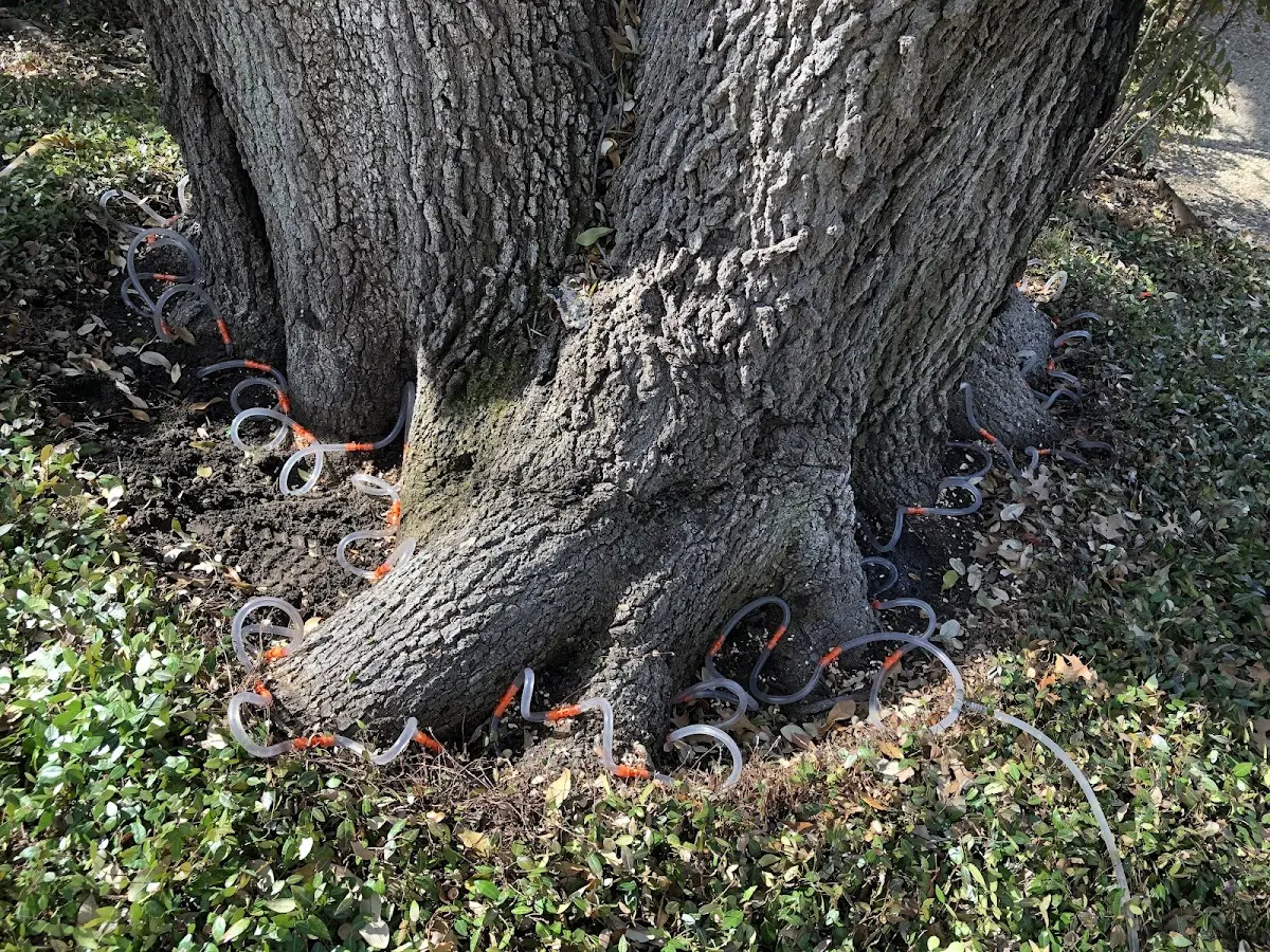 Detailed Tree Cabling and Bracing job site in Zanesville