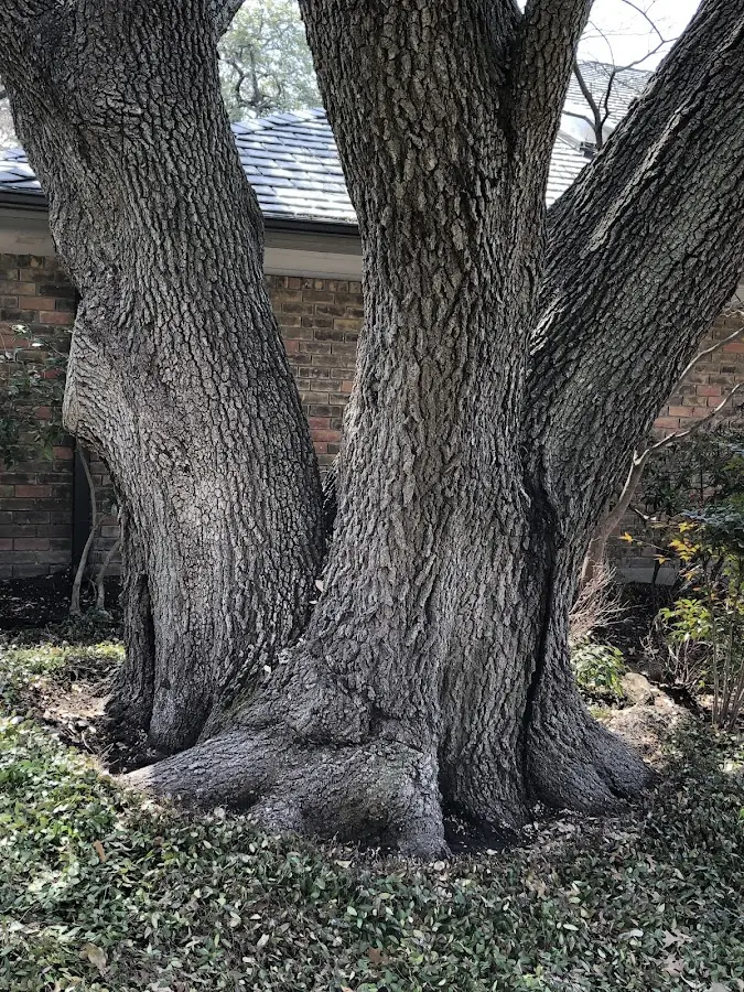 Mature heritage tree close to a Zanesville property cared for by certified arborists
